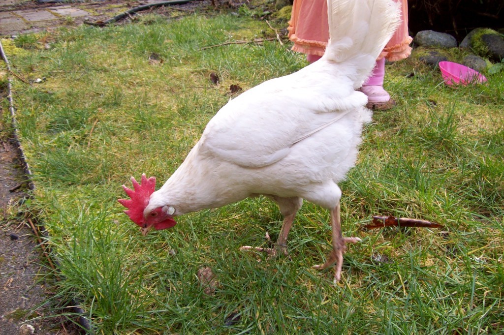 Leghorn Chicken