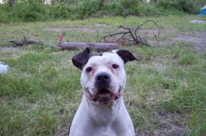 Just because she's cute, our American Bulldog Princess Leia