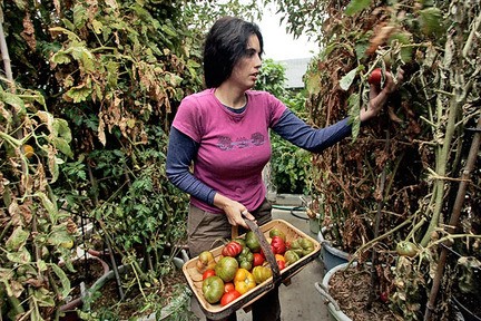 Woman harvesting fruits and vegetables