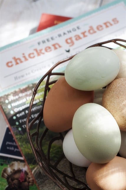 10 Tips for Raising Backyard Chickens for Beginners