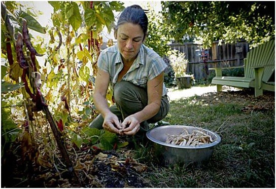 woman harvesting homestead garden