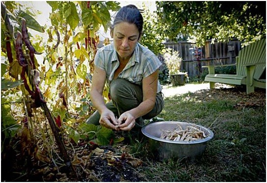 Homesteading för nybörjare