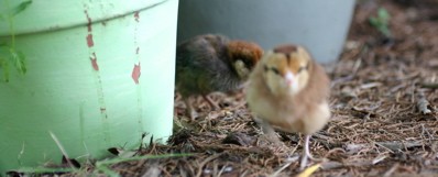 2 chick playing on backyard