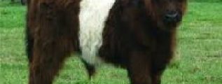 Belted Galloway Cattle Standing