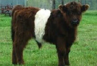 Belted Galloway Cattle Standing