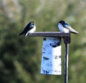 Birdhouses for Birds and Nesting