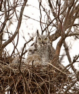 deter owls by pruning trees