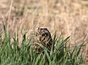 how to get rid of an owl killing chickens