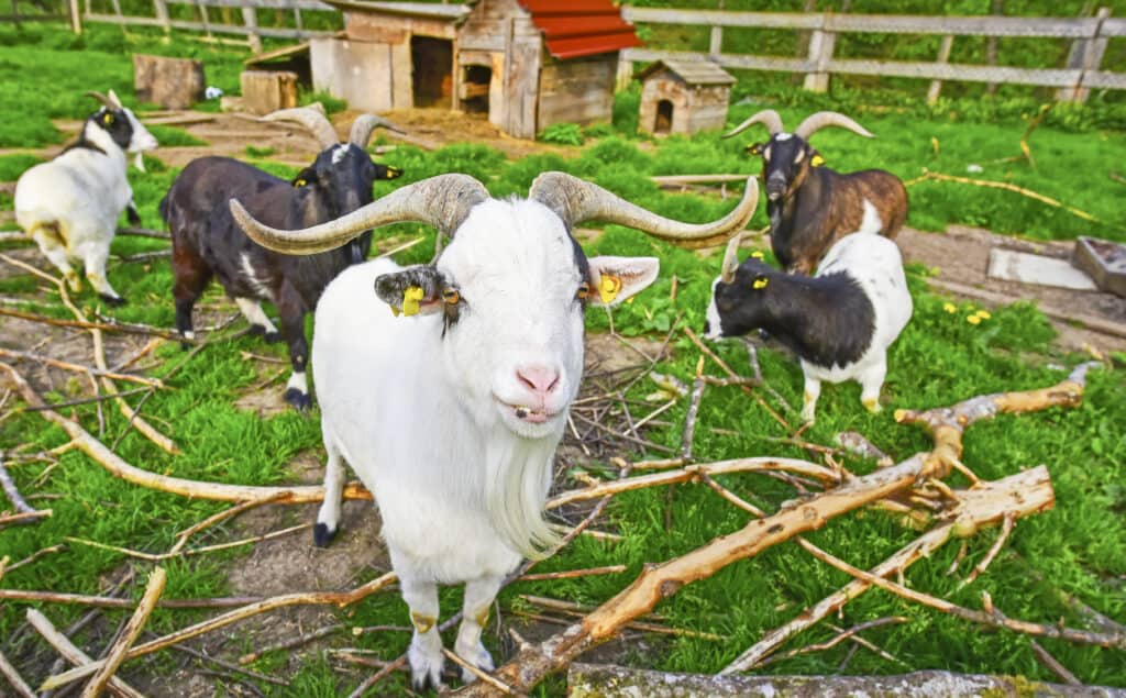 types of goats with horns