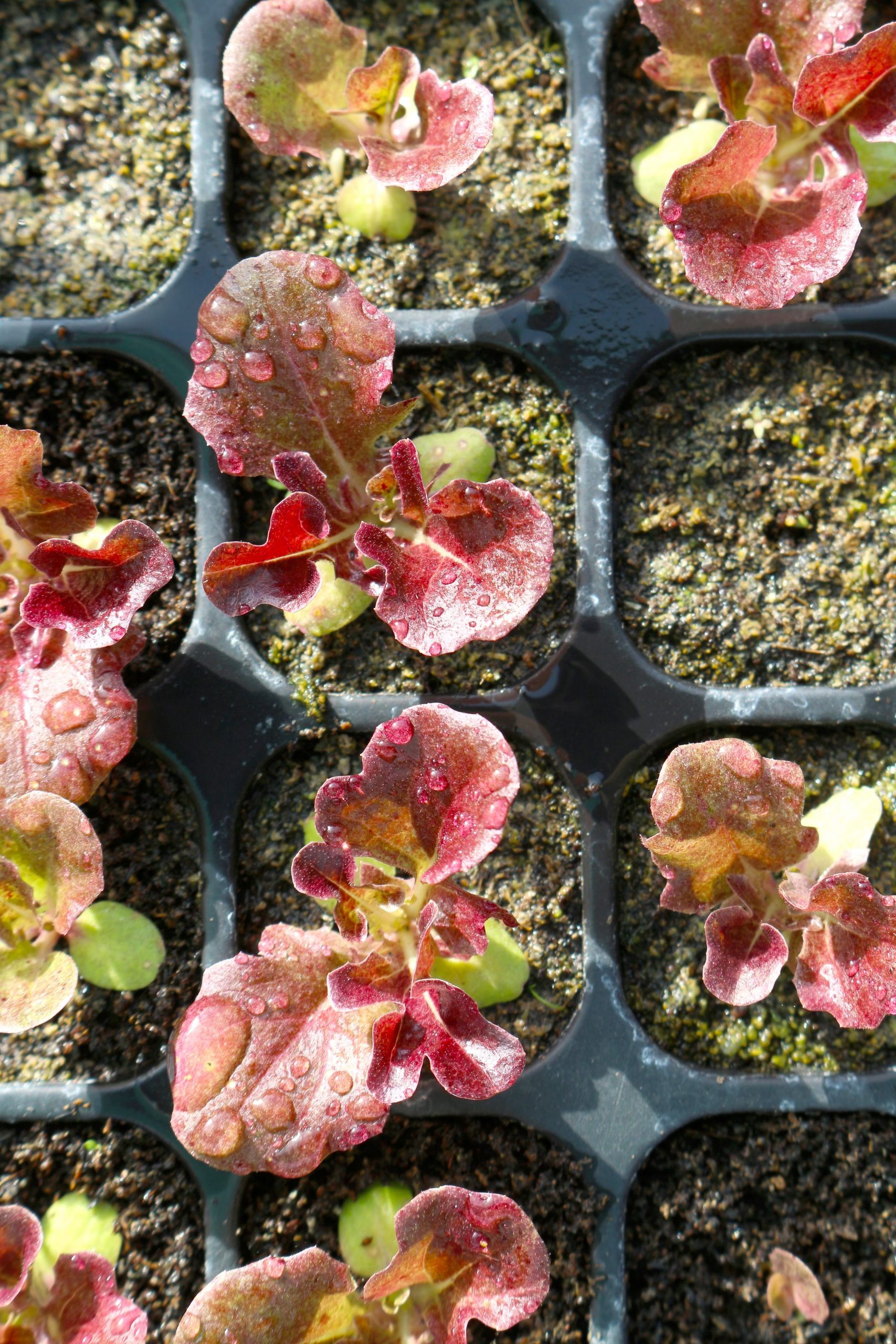 How to Grow Lettuce the Right Way - Rural Living Today