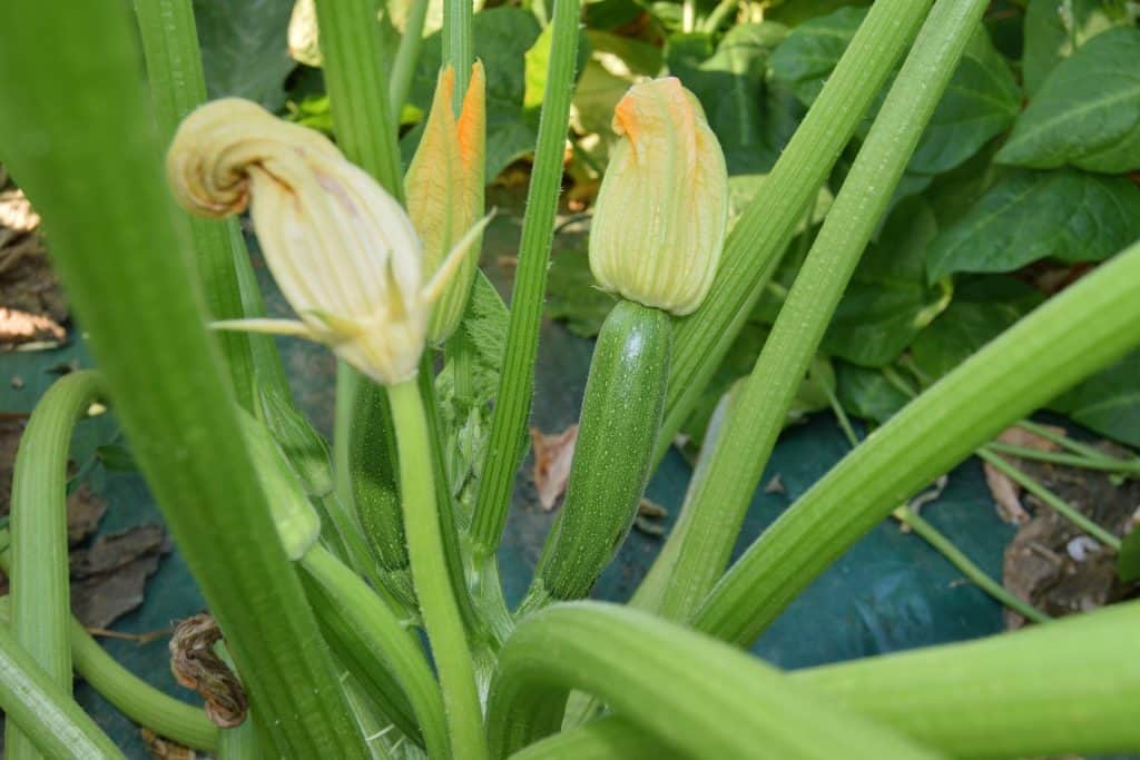 zucchini plants