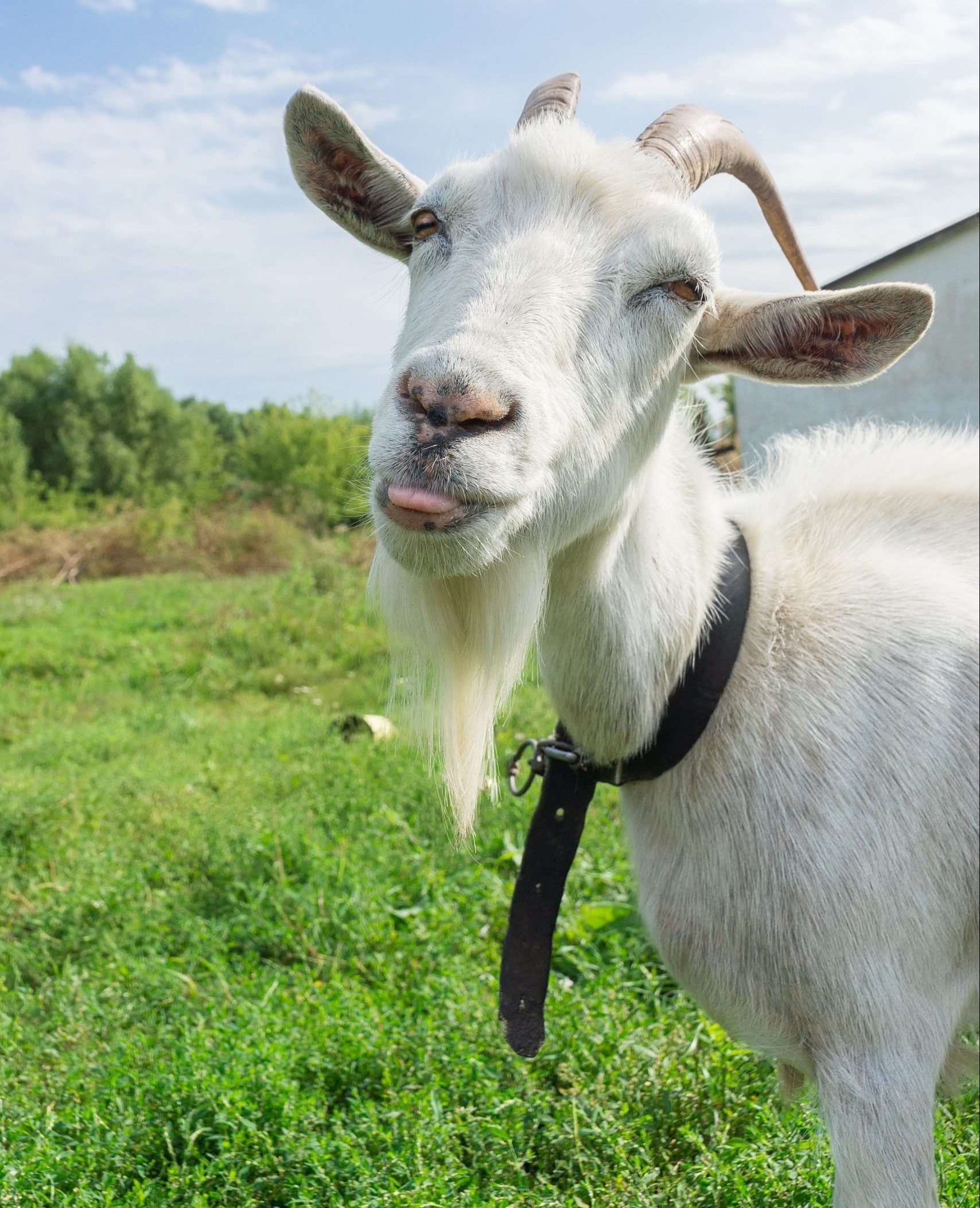 goat-horns-what-to-know-about-horned-goats-chickens-livestock