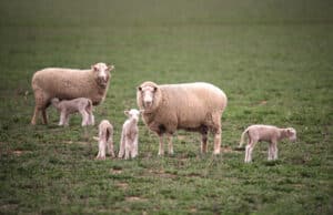 how long do lambs live