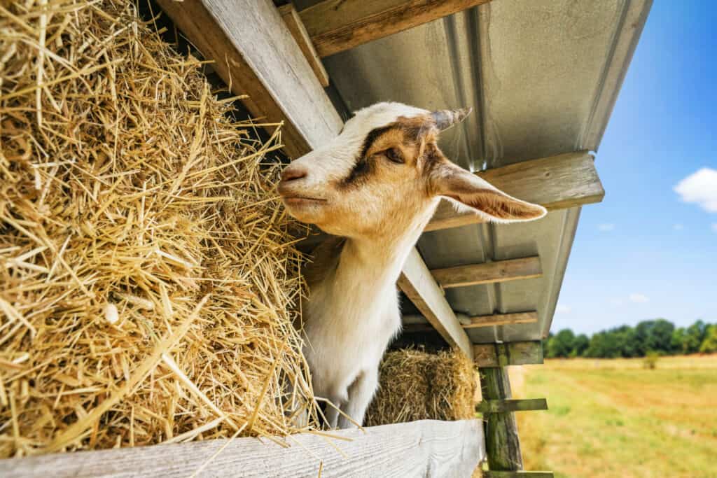goat shelter for winter