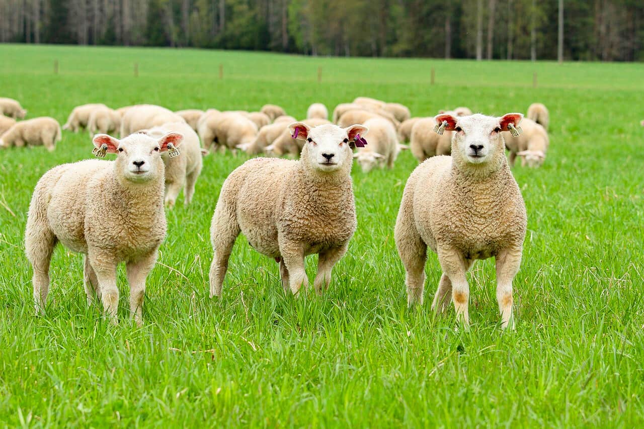 meat sheep breeds