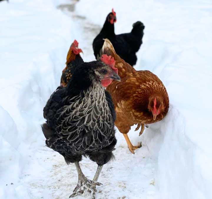 how cold is too cold for chickens