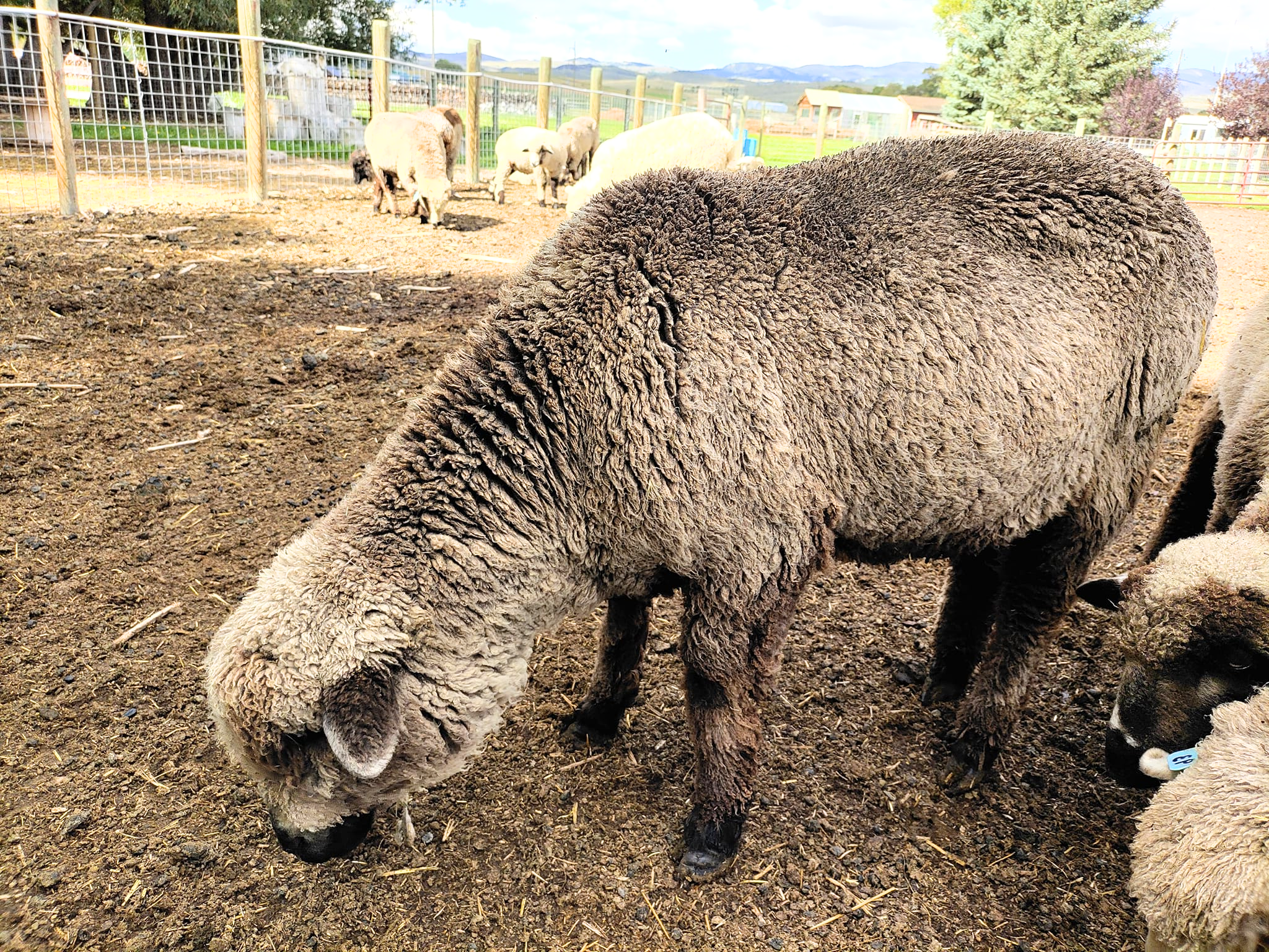 Rambouillet sheep