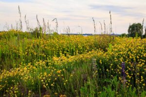 Yellow clover