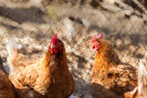 using pine shavings for chickens