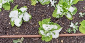 lettuce growing in snow