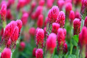 crimson clover