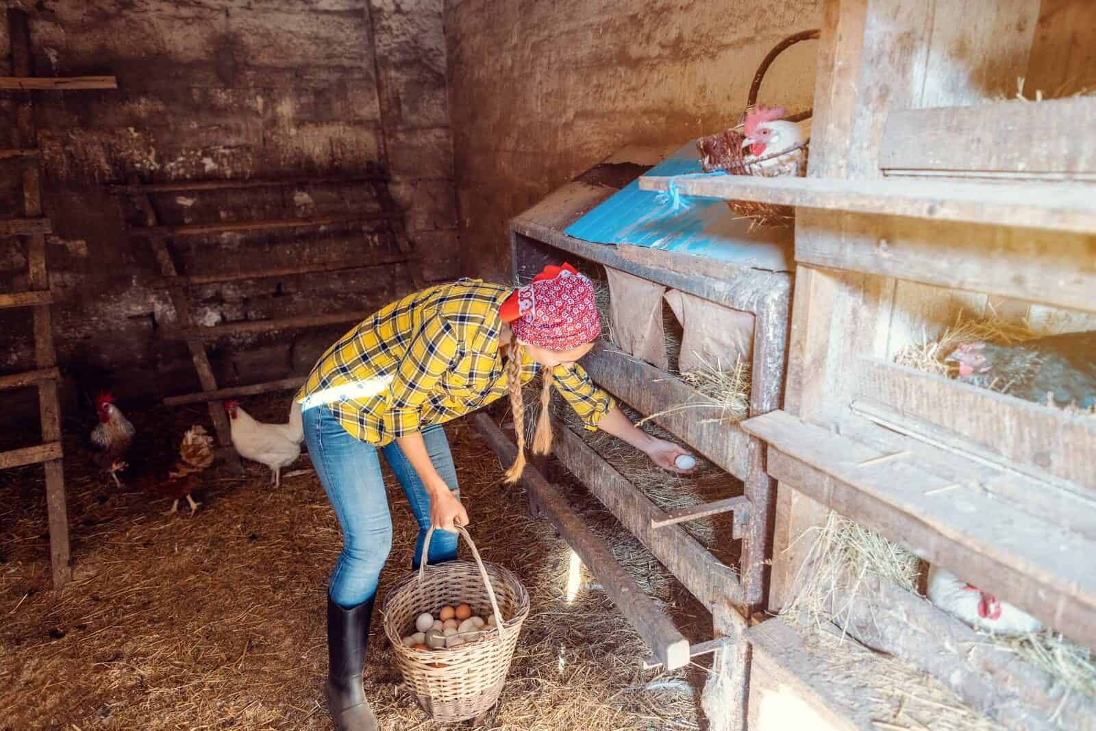 What Time of Day Do Chickens Lay Eggs Rural Living Today