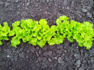 Lettuce germinating