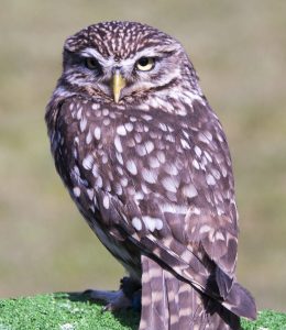 screech owl