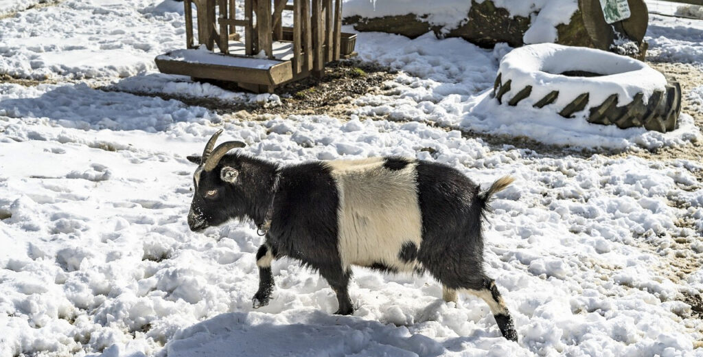 goat playground ideas in snow
