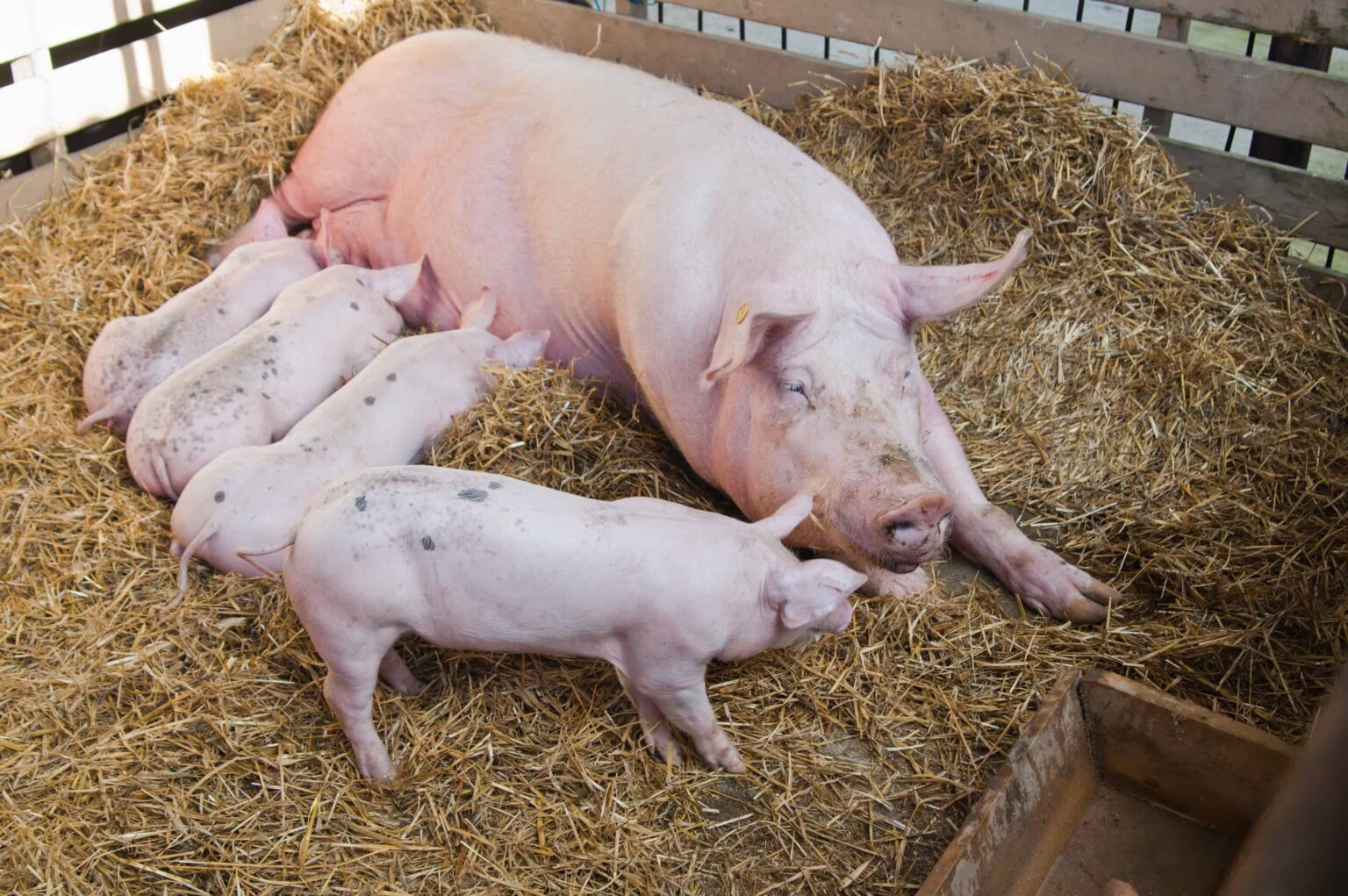 What Do Pigs Eat ~ Here's What To Know - Rural Living Today