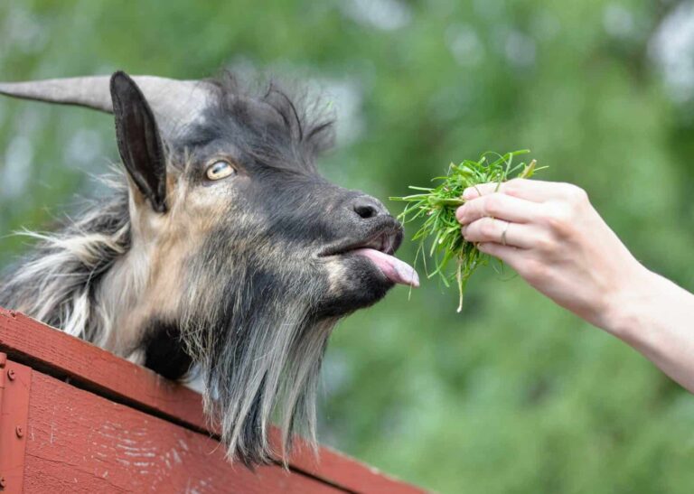 what-to-feed-goats-to-gain-weight-rural-living-today