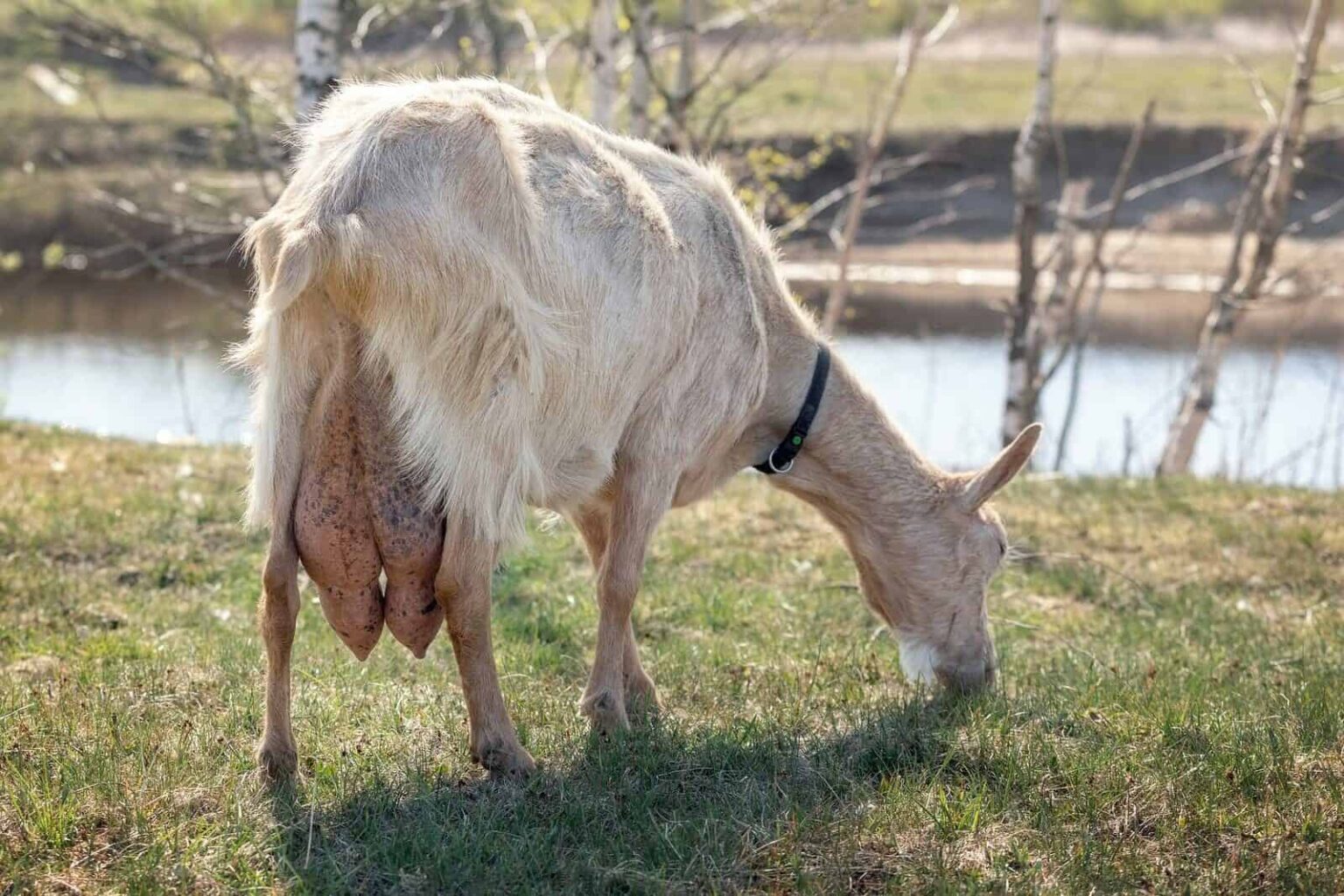 How Often Do Goats Go Into Heat and How To Tell Rural Living Today