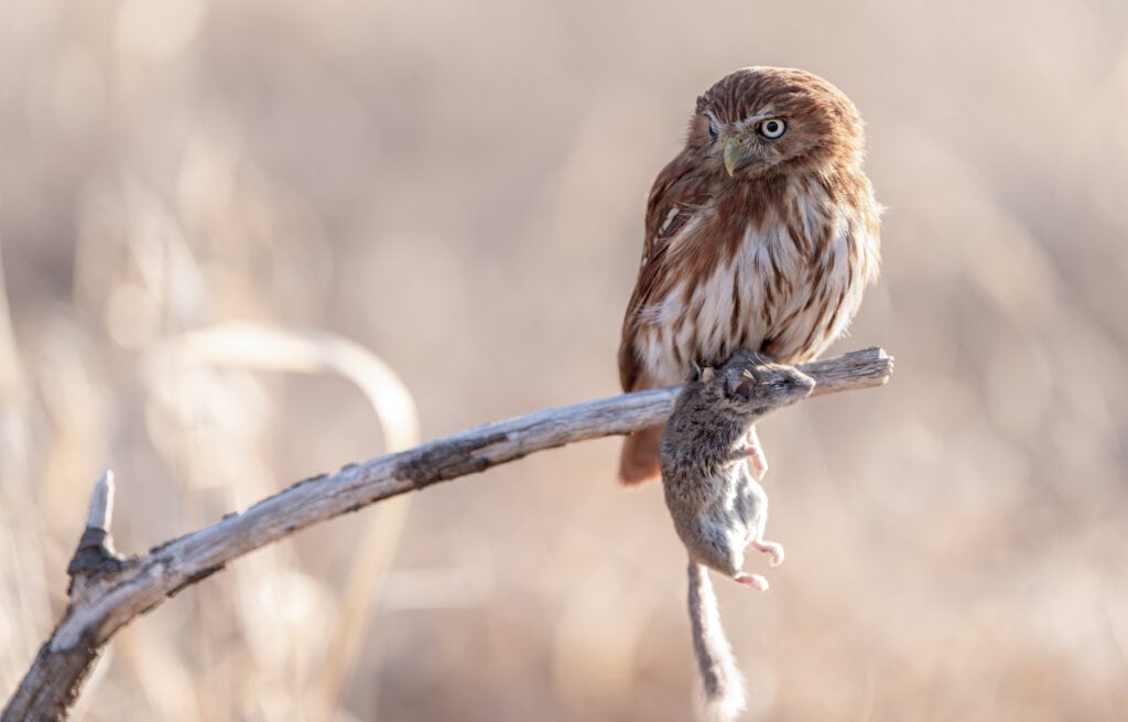 Attracting owls for pest control