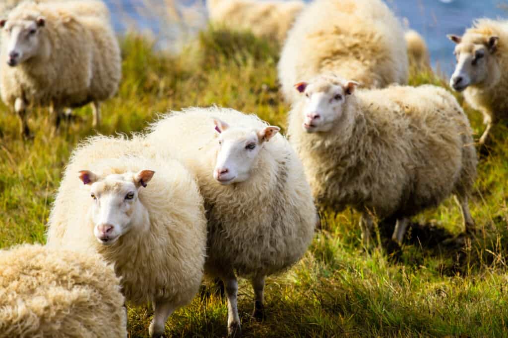 Icelandic ewes