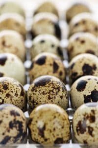 Raising quail for eggs
