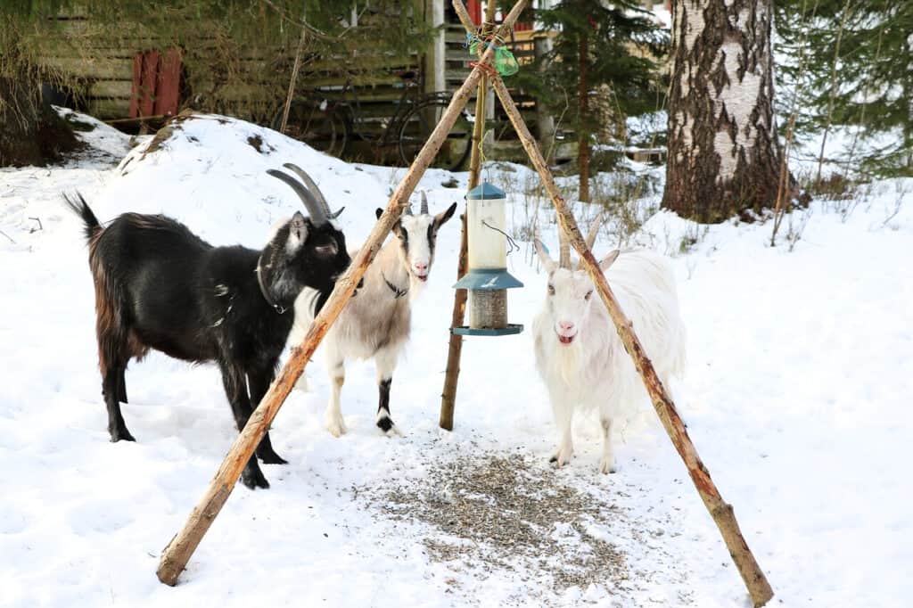How to Keep Goats Warm in Cold Weather