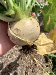 homegrown turnip