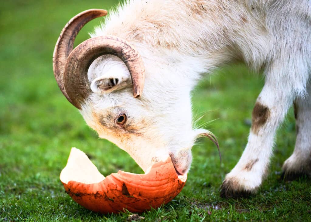 Can goats have kitchen scraps