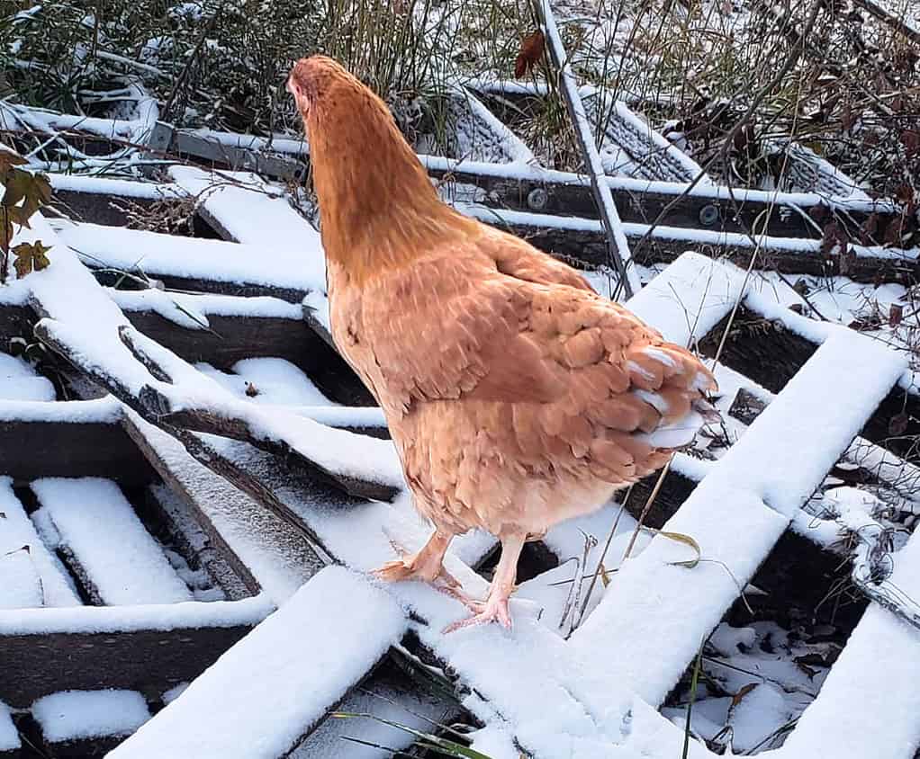 what temperature can chickens tolerate in winter