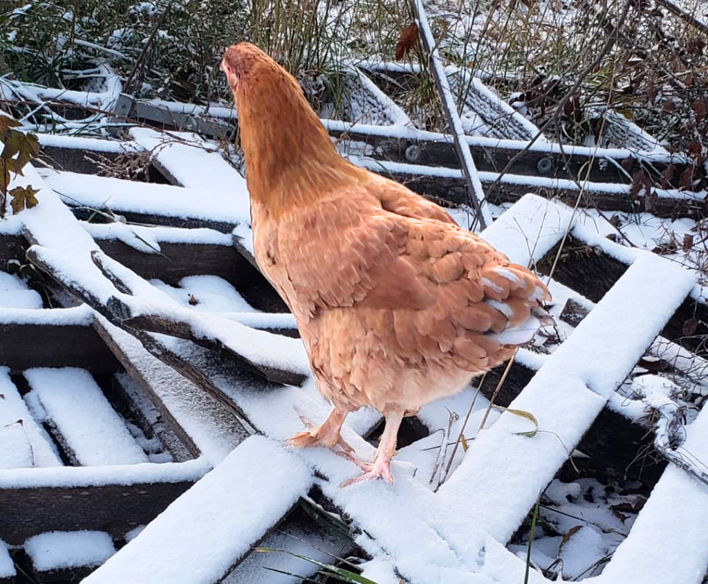 what temperature can chickens tolerate in winter