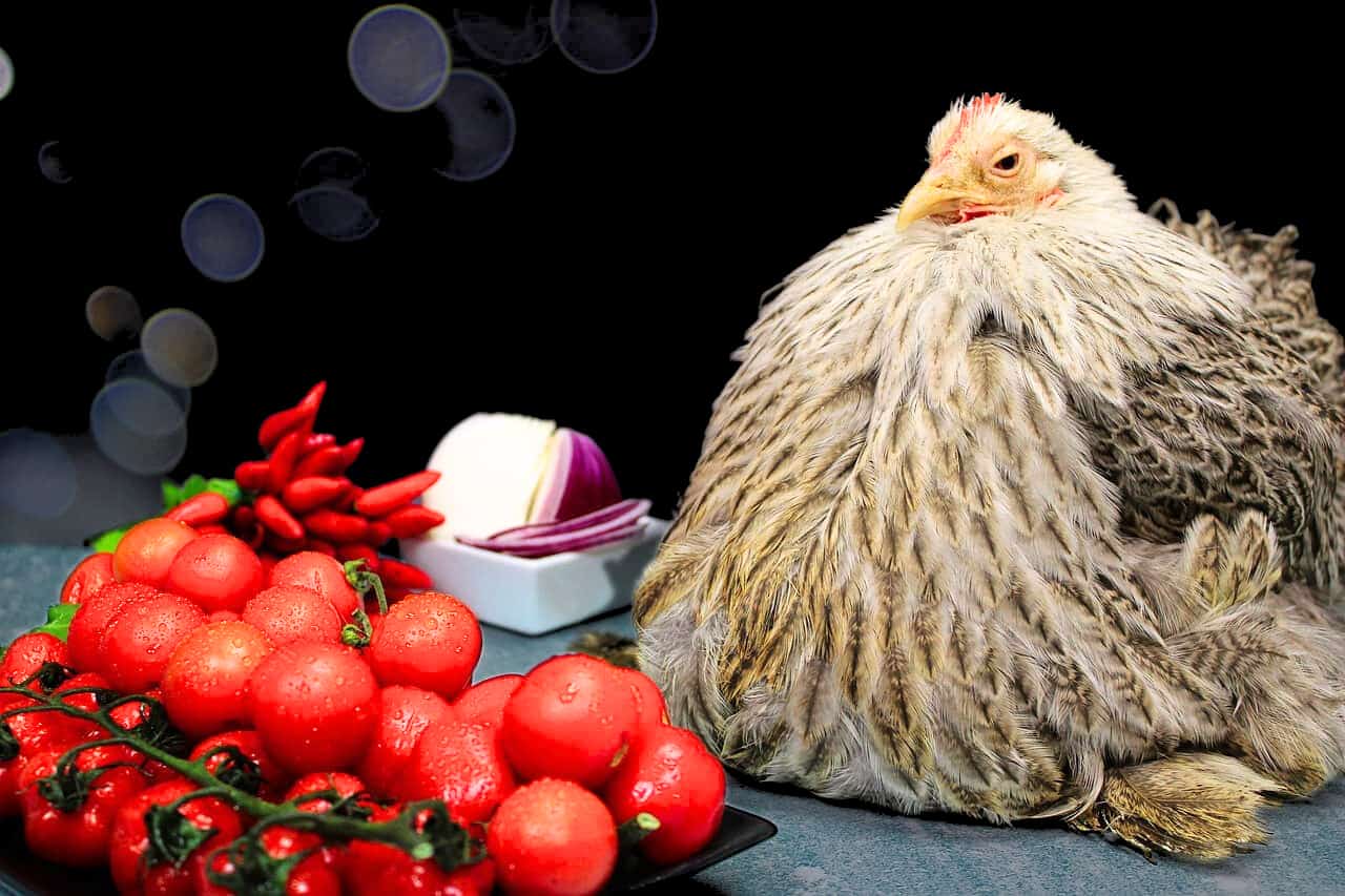 can chickens eat tomatoes