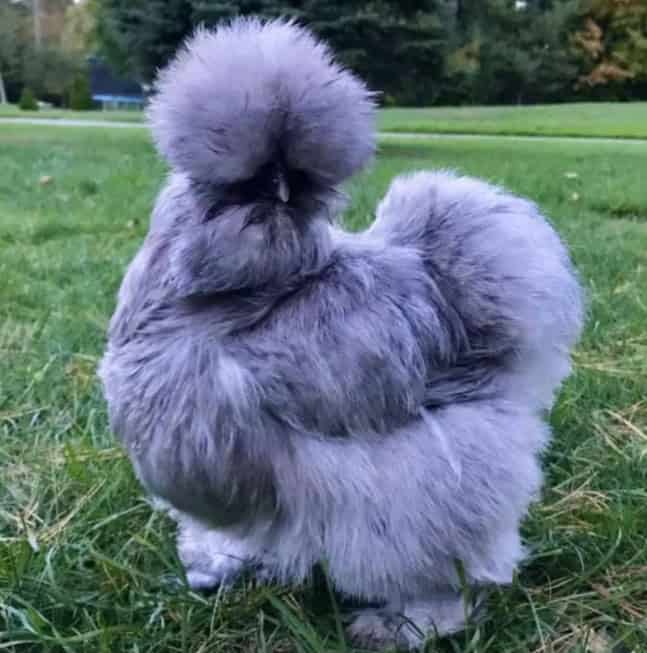 Blue Silkie hen