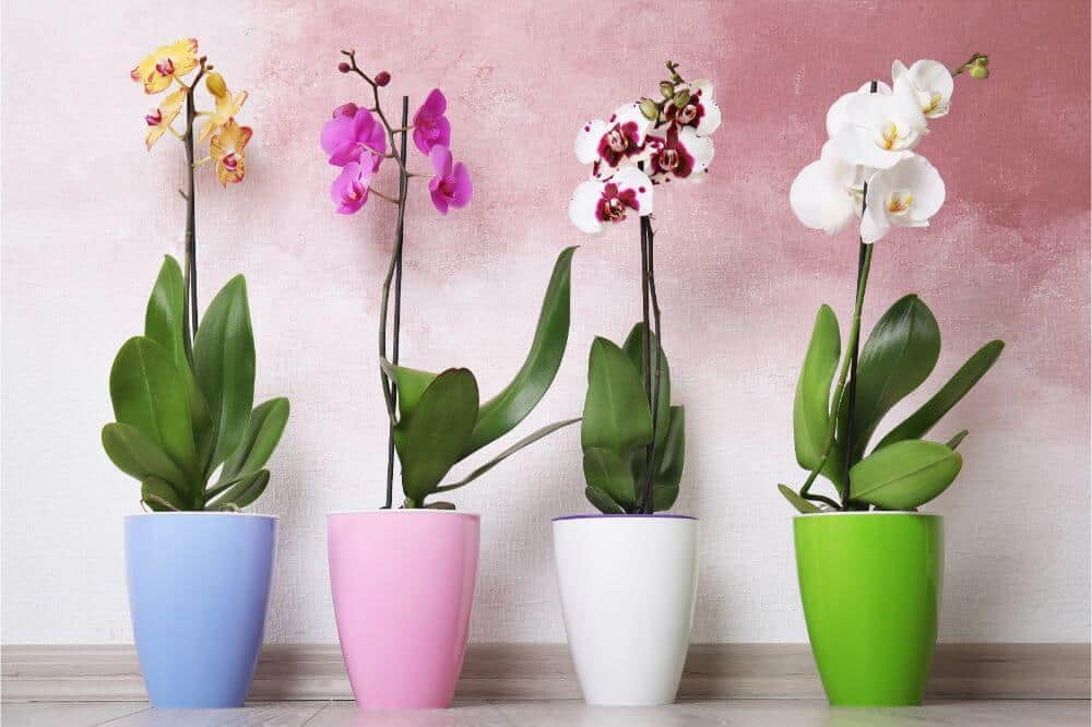 Orchid varieties deals