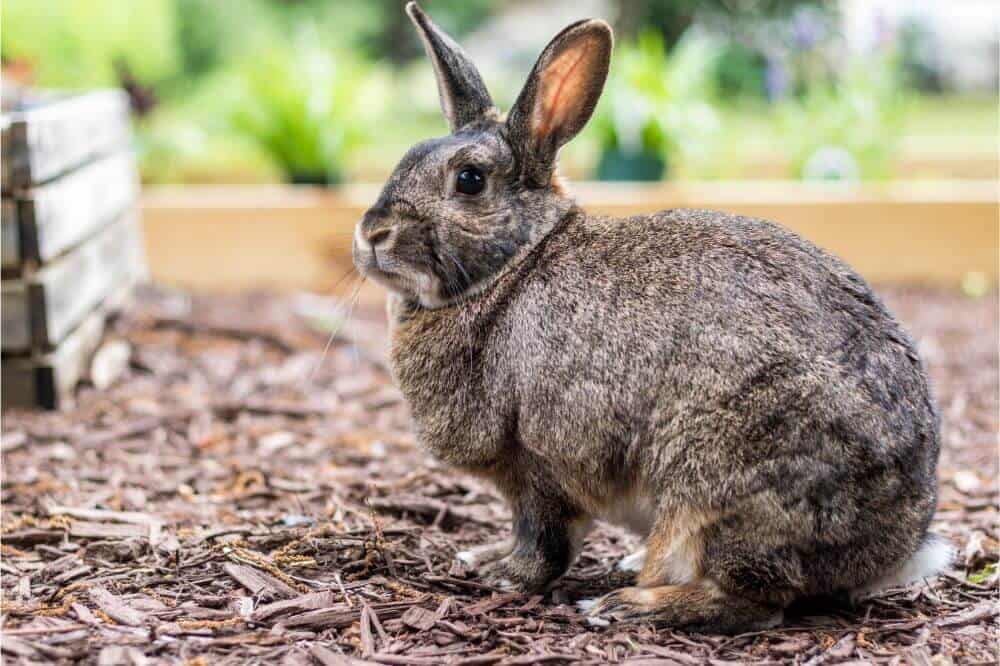 Raising Rabbits for Meat 