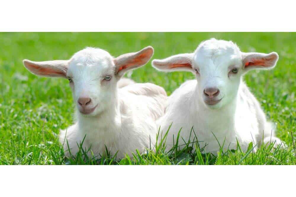 Raising Goats for Profit