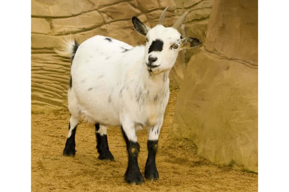 Pygmy Goats