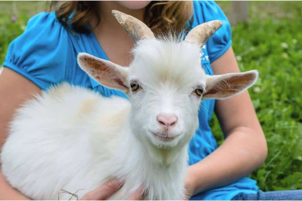 fat baby goats