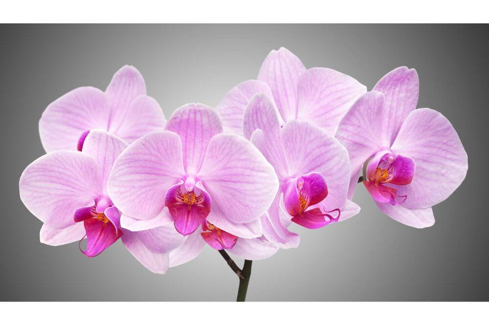 Are Orchids Poisonous to Cats?