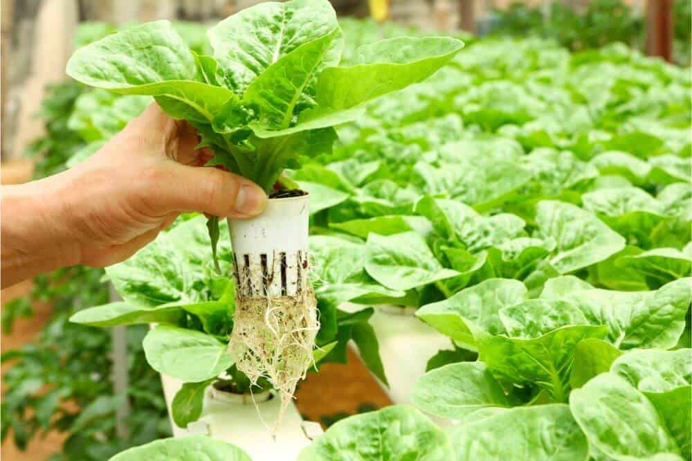 Hydroponics Garden DIY