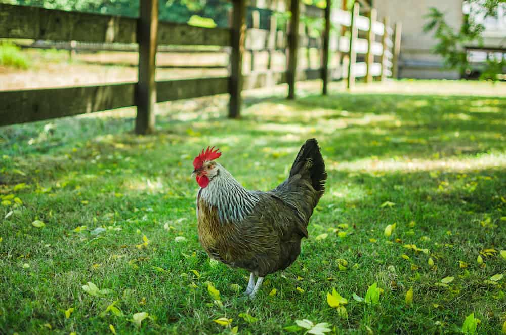 Ameraucana Chicken